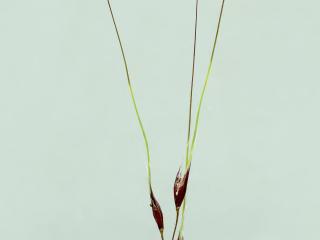 Img.VTax4121.ExN.Img8