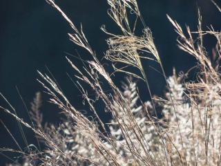 Img.VTax4123.ExN.Img5