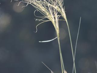 Img.VTax4123.ExN.Img7