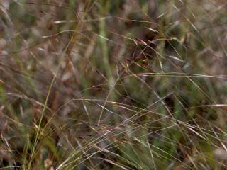 Img.VTax4125.ExN.Img1