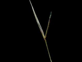 Img.VTax4125.ExN.Img6