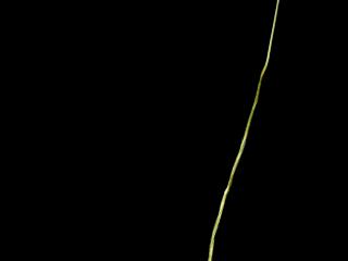 Img.VTax4126.ExN.Img2