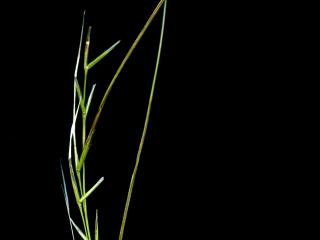 Img.VTax4126.ExN.Img3