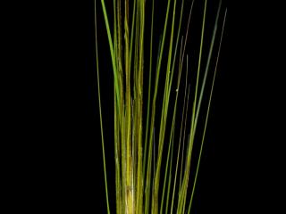 Img.VTax4127.ExN.Img3