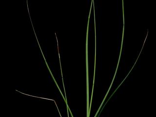 Img.VTax4127.ExN.Img6