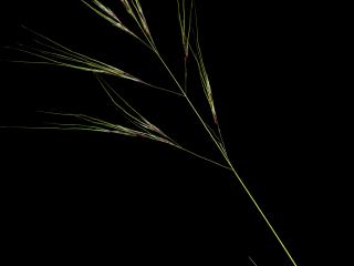 Img.VTax4133.ExN.Img1