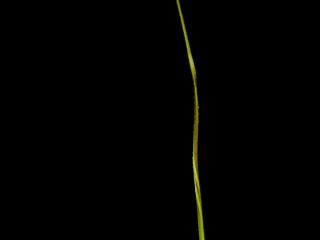 Img.VTax4133.ExN.Img3