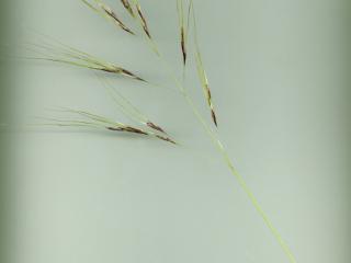 Img.VTax4133.ExN.Img7