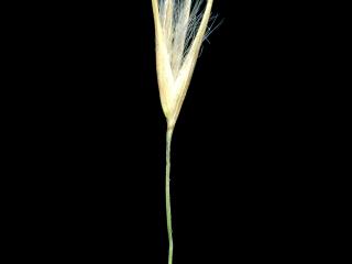 Img.VTax4138.ExN.Img10