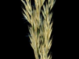 Img.VTax4138.ExN.Img12