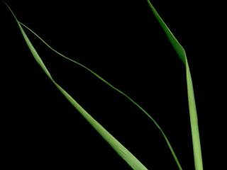 Img.VTax4138.ExN.Img8