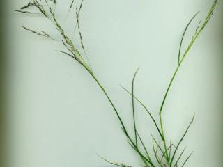 Img.VTax4155.ExN.Img11