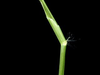 Img.VTax4155.ExN.Img9