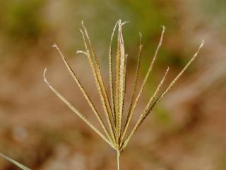 Img.VTax4164.ExN.Img3