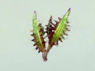 Img.VTax4167.ExN.Img4