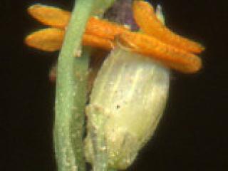 Img.VTax4170.ExN.Img1