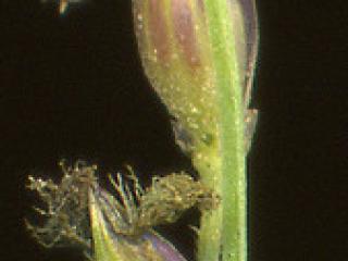 Img.VTax4170.ExN.Img3