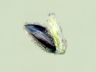 Img.VTax4181.ExN.Img4