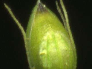 Img.VTax4191.ExN.Img1