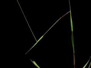 Img.VTax4191.ExN.Img12