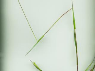 Img.VTax4191.ExN.Img13