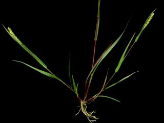 Img.VTax4191.ExN.Img14