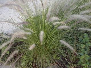 Img.VTax4195.ExN.Img1
