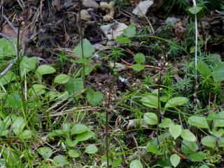 Img.VTax4230.ExN.Img3
