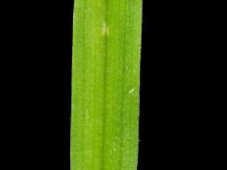 Img.VTax4238.ExN.Img3