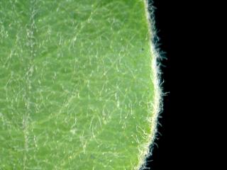 Img.VTax511.ExN.Img5
