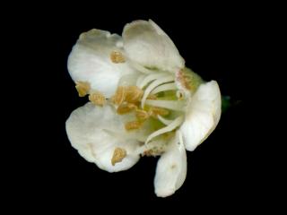 Img.VTax511.ExN.Img7