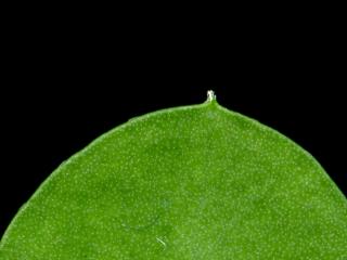 Img.VTax583.ExN.Img7