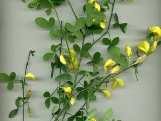 Img.VTax583.ExN.Img8