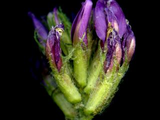 Img.VTax623.ExN.Img8