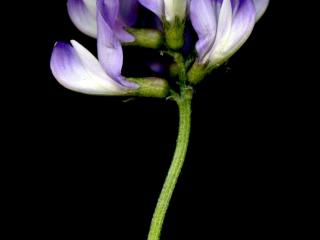 Img.VTax628.ExN.Img3