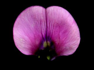 Img.VTax692.ExN.Img10