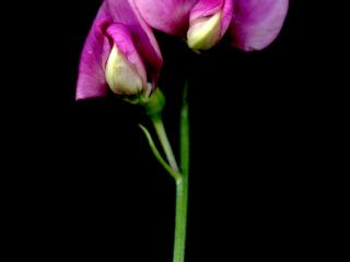 Img.VTax692.ExN.Img2