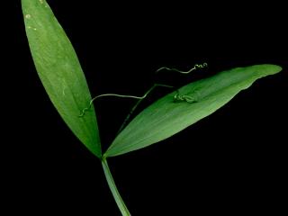 Img.VTax692.ExN.Img3