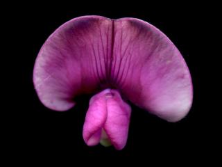 Img.VTax692.ExN.Img9