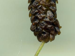 Img.VTax772.ExN.Img4