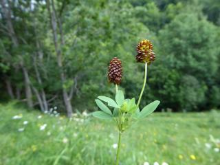 Img.VTax772.ExN.Img9