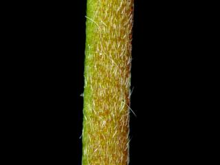 Img.VTax849.ExN.Img6