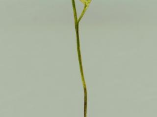 Img.VTax93.ExN.Img4