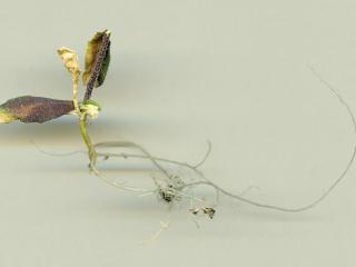 Img.VTax1101.ExN.Img6