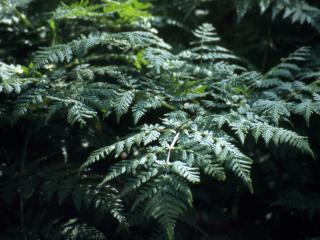 Img.VTax1519.ExN.Img3