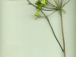 Img.VTax1557.ExN.Img3