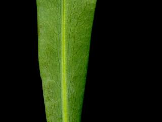Img.VTax1564.ExN.Img11