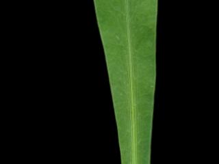 Img.VTax1564.ExN.Img12