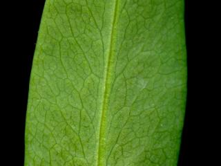 Img.VTax1564.ExN.Img13