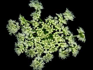 Img.VTax1605.ExN.Img9
